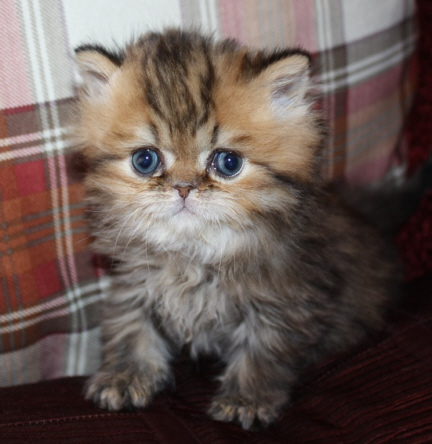 Persian kittens for store sale inland empire